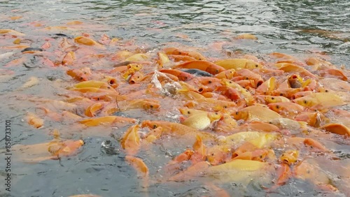 lots of yellow, white and black goldfish and tilapia gather to look for food in the pond photo