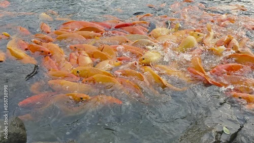 lots of yellow, white and black goldfish and tilapia gather to look for food in the pond photo