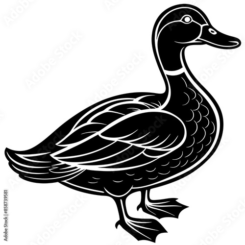 duck isolated on white