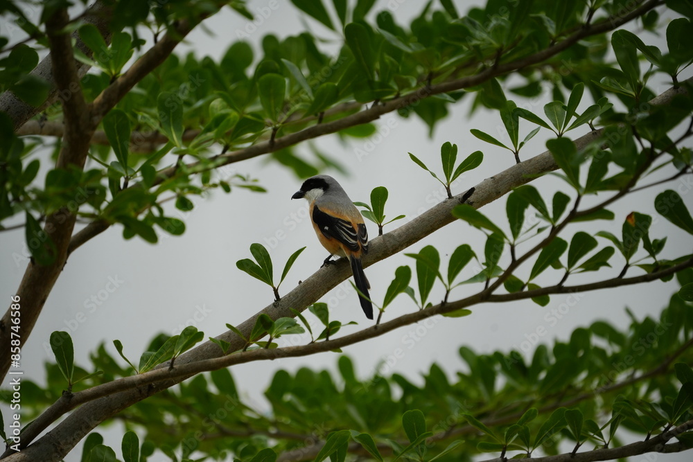The Long-tailed Shrike (Lanius schach) is a species of bird belonging to the shrike family, Laniidae. It is known for its distinctive long tail and striking plumage, which typically includes a combina The Long-tailed Shrike (Lanius schach) is a species of bird belonging to the shrike family, Laniidae. It is known for its distinctive long tail and striking plumage, which typically includes a combina