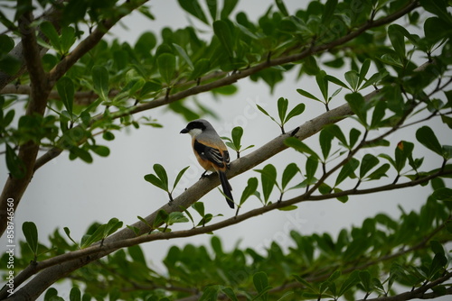 The Long-tailed Shrike (Lanius schach) is a species of bird belonging to the shrike family, Laniidae. It is known for its distinctive long tail and striking plumage, which typically includes a combina photo