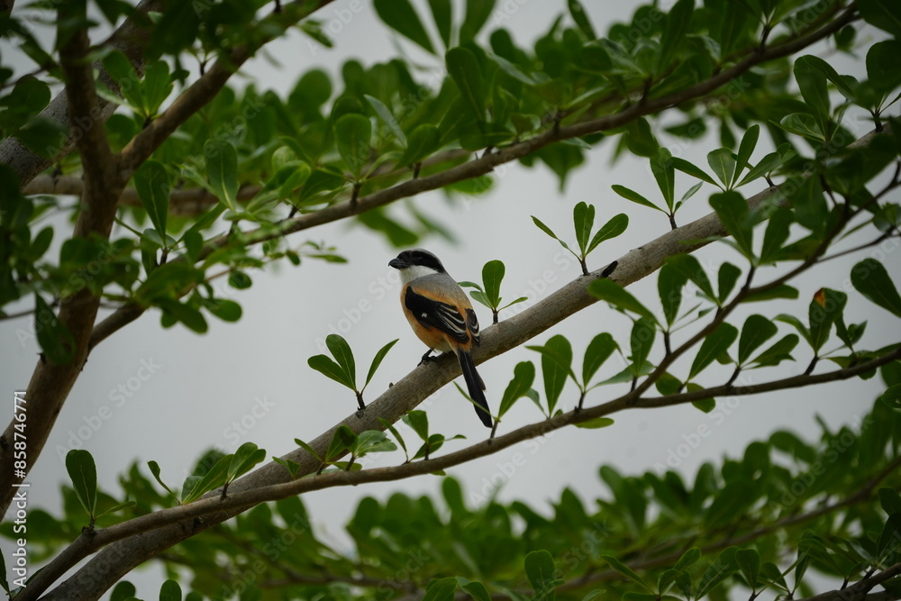 The Long-tailed Shrike (Lanius schach) is a species of bird belonging to the shrike family, Laniidae. It is known for its distinctive long tail and striking plumage, which typically includes a combina The Long-tailed Shrike (Lanius schach) is a species of bird belonging to the shrike family, Laniidae. It is known for its distinctive long tail and striking plumage, which typically includes a combina