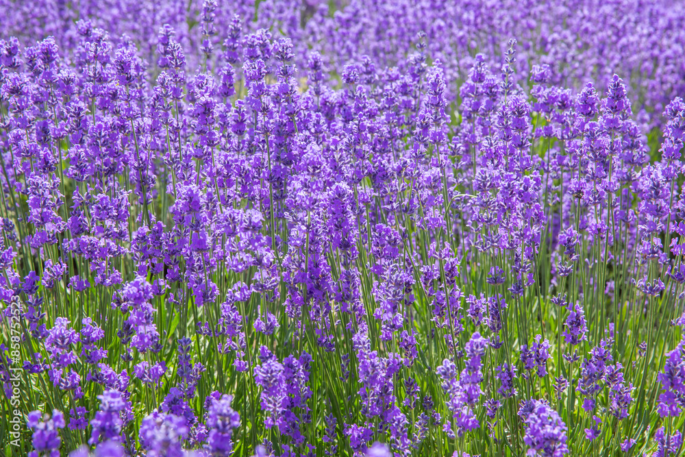 Lavender Field in Xinjiang, China. Lavender in Lavender Farm on a sunny day. Shot in xinjiang, China. Lavender Field in Xinjiang, China. Lavender in Lavender Farm on a sunny day. Shot in xinjiang, China.