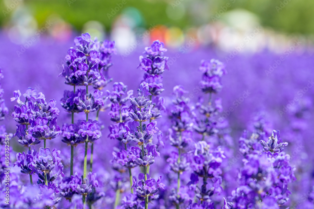 Lavender Field in Xinjiang, China. Lavender in Lavender Farm on a sunny day. Shot in xinjiang, China. Lavender Field in Xinjiang, China. Lavender in Lavender Farm on a sunny day. Shot in xinjiang, China.