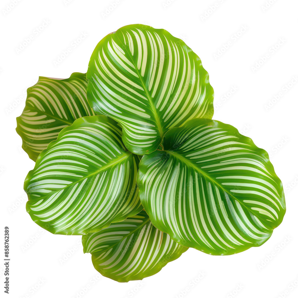 Top view of vibrant green Calathea leaves with striking white stripes, . Perfect for botanical projects and designs., transparent background, PNG, white background Top view of vibrant green Calathea leaves with striking white stripes, . Perfect for botanical projects and designs., transparent background, PNG, white background