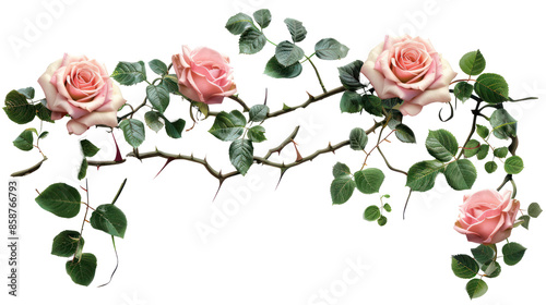 Delicate Pink Roses on a Thorned Branch