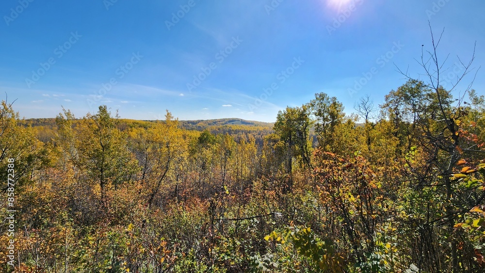 Fototapeta premium autumn in the forest