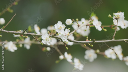 Tableau sur toile Branches Of Fruit Trees With Blossom White Flowers