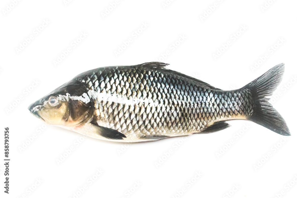 raw goldfish isolated on white background raw goldfish isolated on white background