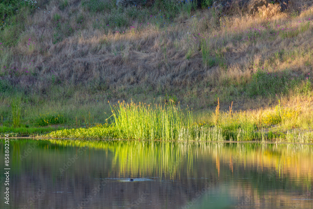reeds in the lake reeds in the lake