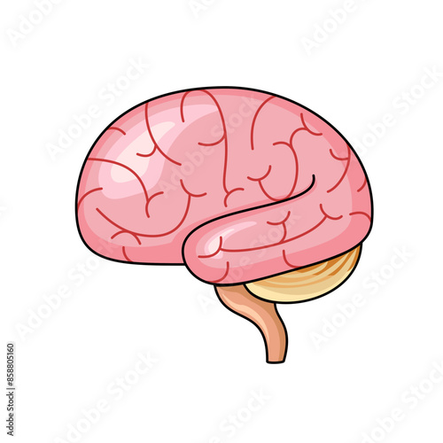The brain is an important internal organ used to remember and control the body.vector