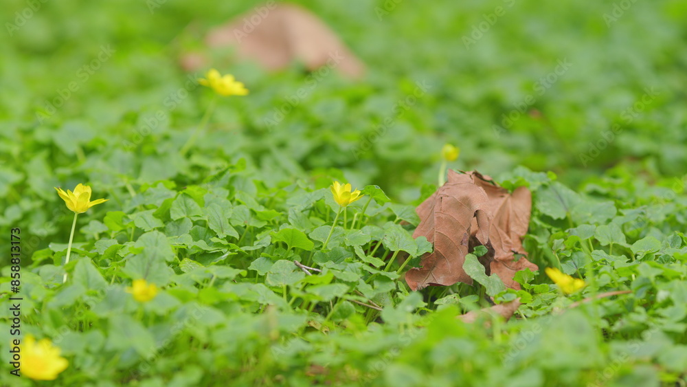 Obraz premium Spring Yellow Flowers - Ficaria Verna. Pilewort Or Ranunculus Ficaria Yellow Spring Flowers.