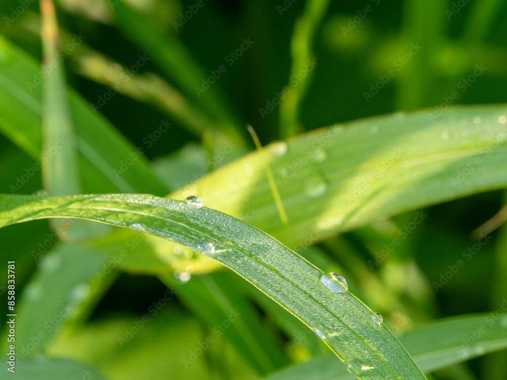 水滴が付いた新緑の葉 水滴が付いた新緑の葉