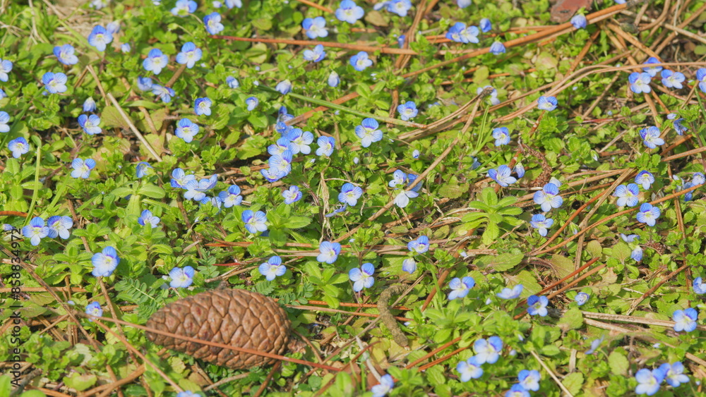 Fototapeta premium Spring Flowers. Blue Forget-Me-Nots Bloomed In The Garden. Amazing Spring Forget-Me-Not Flowers. Close up.