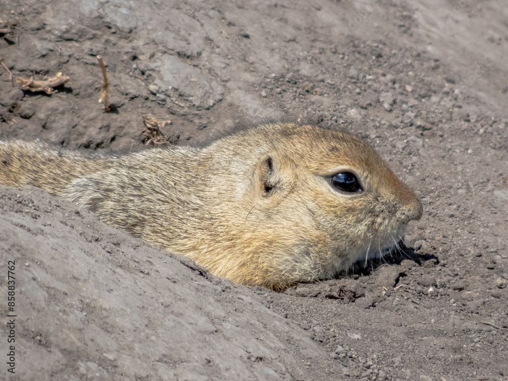 Close up to a vigilant Richardson's ground squirrel rodent, peeks out of its burrow in the dirt, watchful and alert to its surroundings. Close up to a vigilant Richardson's ground squirrel rodent, peeks out of its burrow in the dirt, watchful and alert to its surroundings.