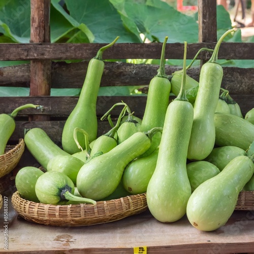 bottle gourd photo