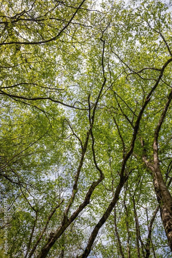 Green leaves against the blue sky under the sun. Summer forest landscape. Green leaves against the blue sky under the sun. Summer forest landscape.