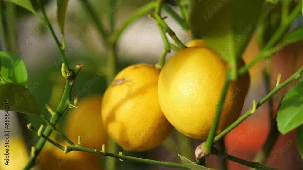 fresh lemons from a lemon tree in a yellow pot in a tranquil garden fresh lemons from a lemon tree in a yellow pot in a tranquil garden