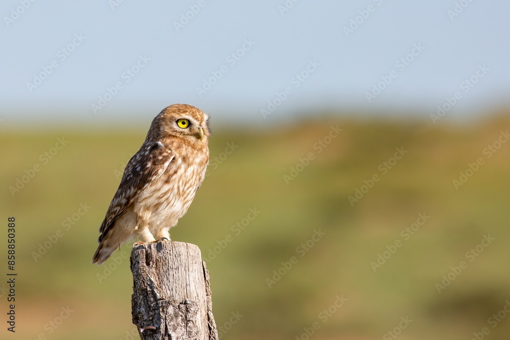 A close-up Little Owl (Athene noctua) perched on a wooden post in North China. The owl, with its striking yellow eyes and speckled feathers, stands out against the blurred grassland background. A close-up Little Owl (Athene noctua) perched on a wooden post in North China. The owl, with its striking yellow eyes and speckled feathers, stands out against the blurred grassland background.