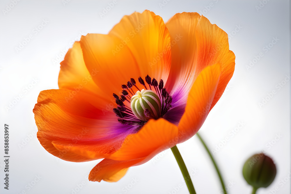 Petals Stock Image with blur effect Petals Stock Image with blur effect