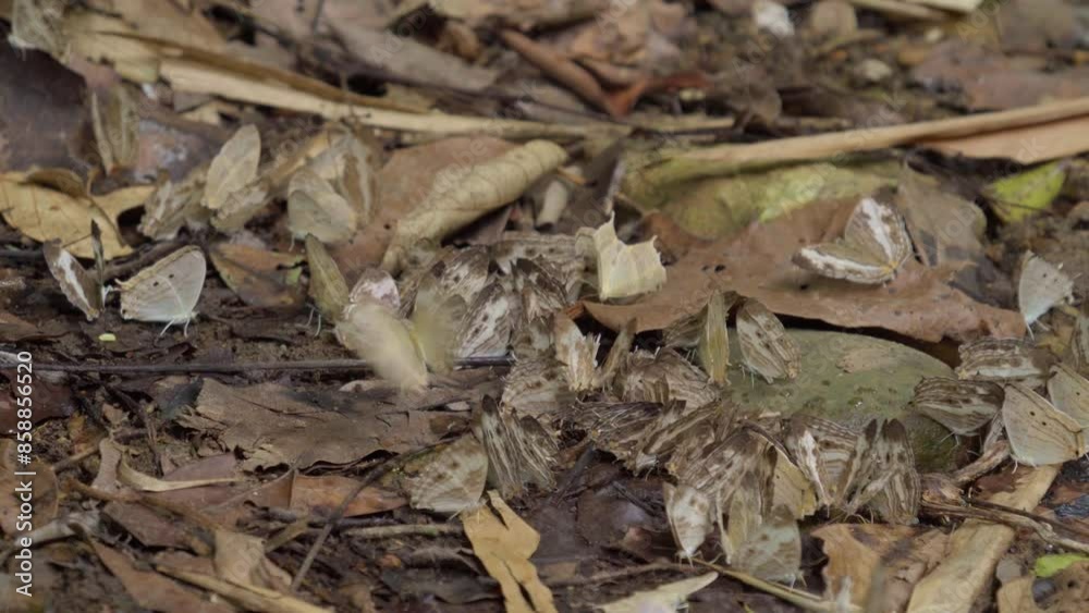 Flock of mineral butterflies on the ground and flying in the natural forest. Flock of mineral butterflies on the ground and flying in the natural forest.