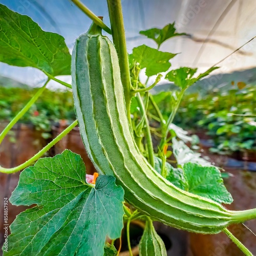 chopped ridge gourd, Turai or Tori photo