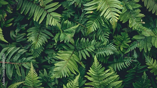 Close-up of a lush, leafy green fern background with intricate foliage texture and vibrant natural patterns