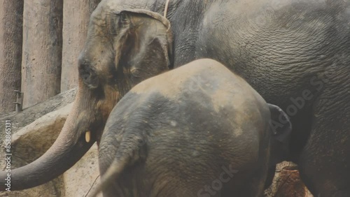 Two large land mammals, Asian elephants, elephas maximus standing side by side, covered in mud, flapping its ears, uses its long trunk to pick up food, eating branches with leaves on the ground. photo