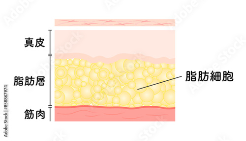 脂肪吸引_脂肪細胞