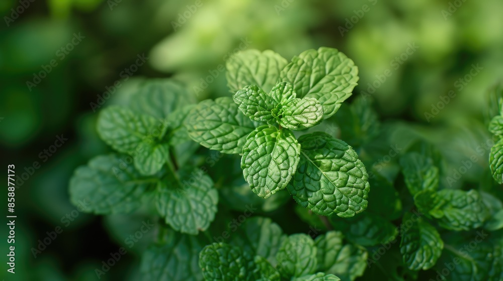 Fresh green mint leaves in a garden setting, ideal for gardening and herbal themes Fresh green mint leaves in a garden setting, ideal for gardening and herbal themes