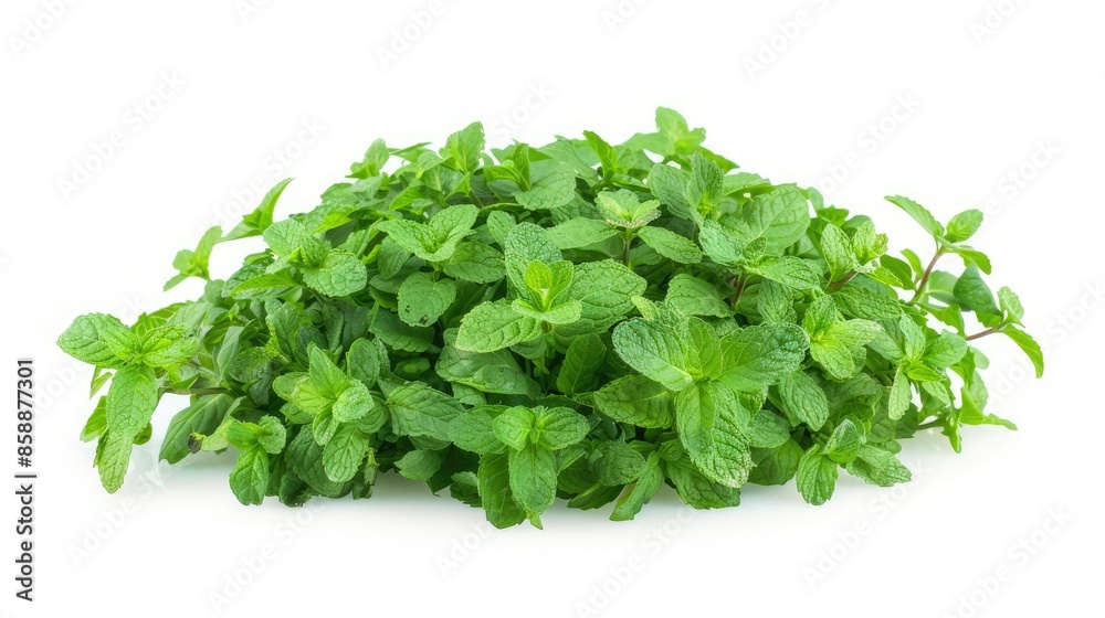 Fresh peppermint plant isolated on white, ideal for gardening and herbal themes Fresh peppermint plant isolated on white, ideal for gardening and herbal themes