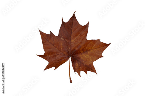 Dried Brown Autumn Maple Leaf isolated on white background