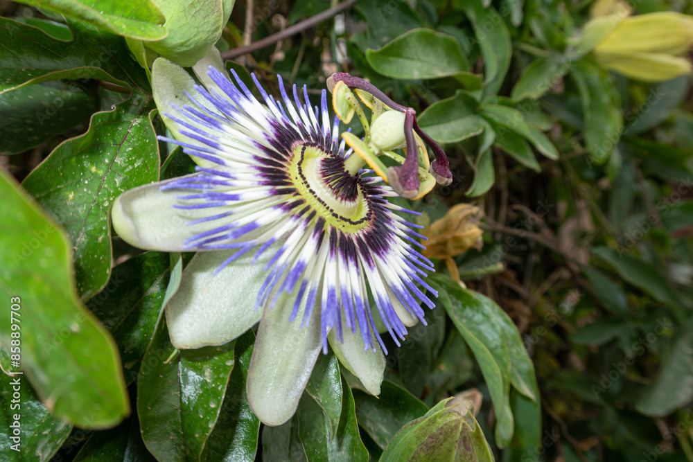 Passiflora Caerulea Passion Flower