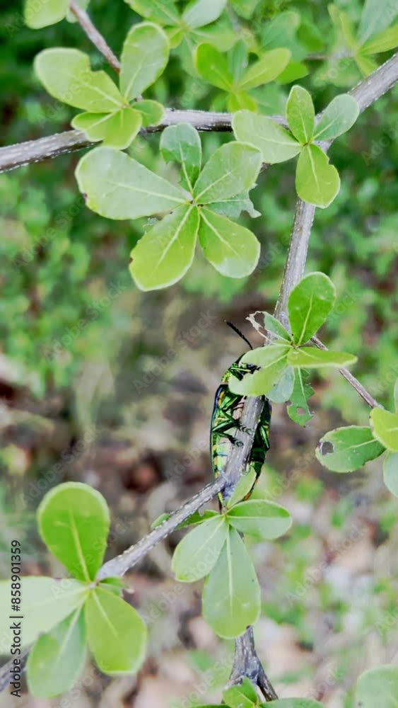 close up view of green Jewel beetle bug crawling on the tree branch. Nature's insect background. close up view of green Jewel beetle bug crawling on the tree branch. Nature's insect background.