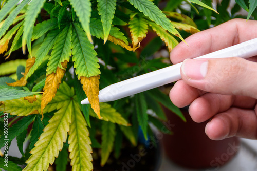 Scientist's hand holding a pen points to the wilting leaves and leaf blight of a cannabis plant in pot showing issues agricultural problems and problems of cannabis at the modern greenhouse.