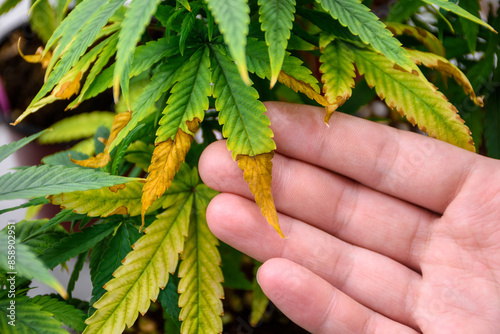 Close up of hand touches the wilting leaves and leaf bright of a cannabis plant in pot inspecting the issues marijuana problems or agricultural problems at the indoor modern green.