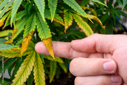 Scientist's hand touches the wilting leaves and leaf bright of a cannabis plant in pot inspecting the issues marijuana problems or agricultural problems at the indoor modern green.