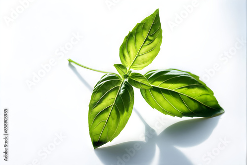 Basil isolated. Basil leaf flat lay on white background. Green basil leaves collection top view. Full depth of field. 