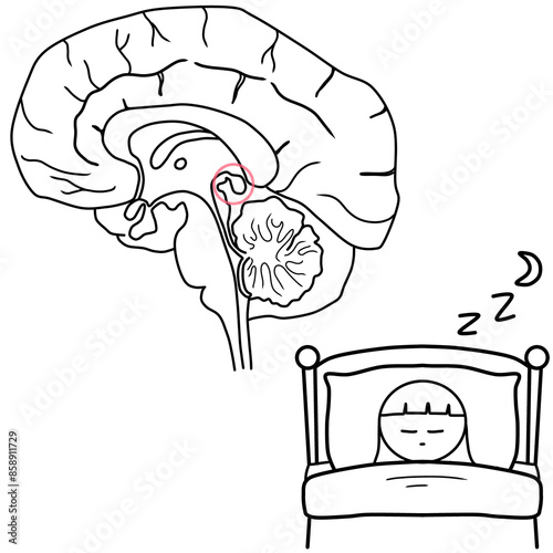 Canvas Print pineal gland effects on the hormone melatonin and sleep
