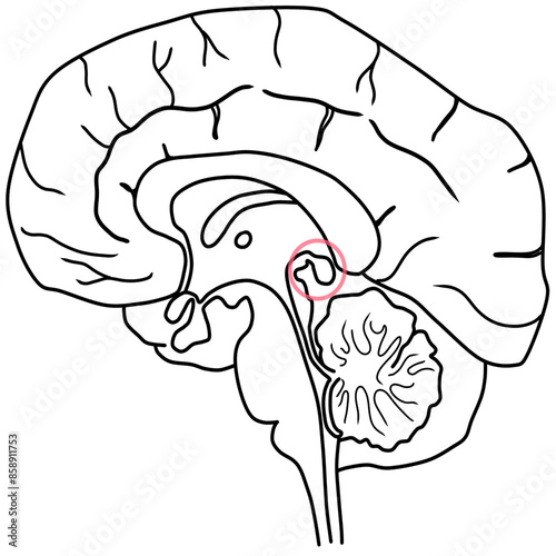 Φωτογραφία pineal gland with brain anatomy