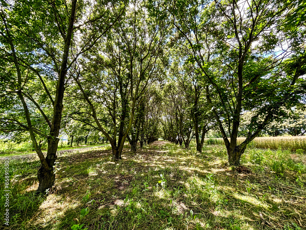 Fototapeta premium Rural gravel road (alley) through mighty green linden trees. Soft sunlight, sunbeams. Fairy forest landscape. Picturesque scenery. Pure nature. Art, hope, heaven, loneliness, wilderness concepts