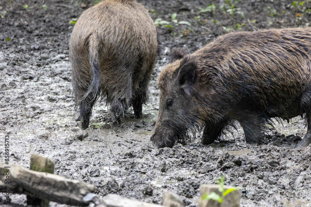 Wild boar (Sus scrofa) in the forest Wild boar (Sus scrofa) in the forest