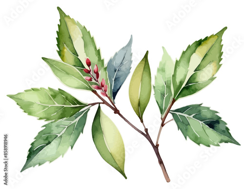 bay leaves, liście, grafika, wektor, vector, flowers, kwiaty, kompozycje kwiatowe, kompozycje z liści, flower compositions, leaf compositions
