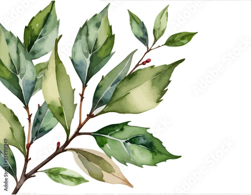 bay leaves, liście, grafika, wektor, vector