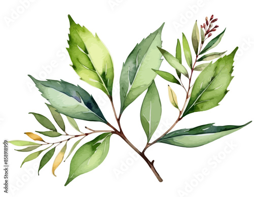 bay leaves, liście, grafika, wektor, vector