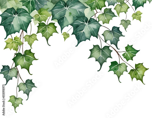 bay leaves, liście, grafika, wektor, vector