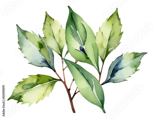 bay leaves, liście, grafika, wektor, vector