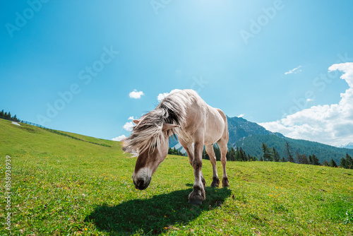 Dole Horse on a Hillside in the Mountain Landscape Shaking its Hairy Mane photo