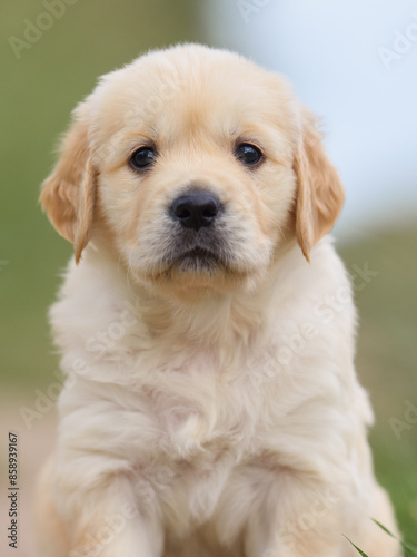 small dog golden retriever labrador puppy sitting on the road. dog for sale