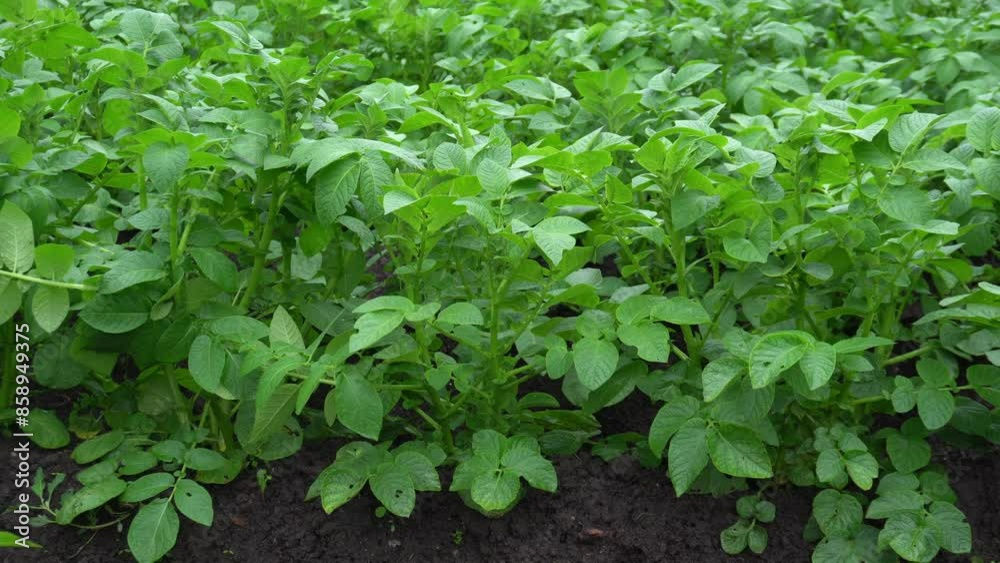 young branches and leaves of potatoes growing in the garden. agriculture, horticulture, land cultivation, crop cultivation. young branches and leaves of potatoes growing in the garden. agriculture, horticulture, land cultivation, crop cultivation.